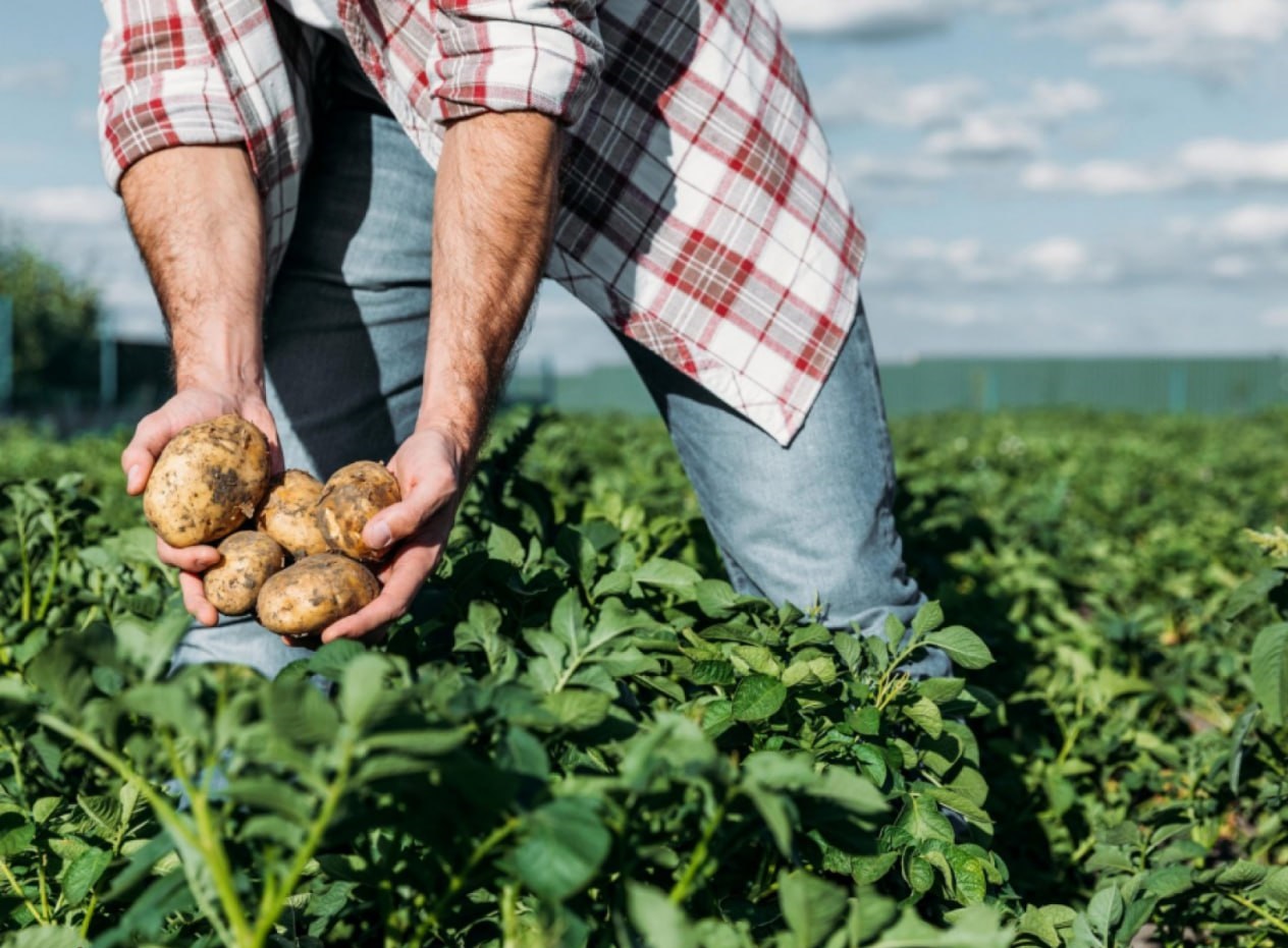 О субсидировании затрат на производство картофеля и овощей.